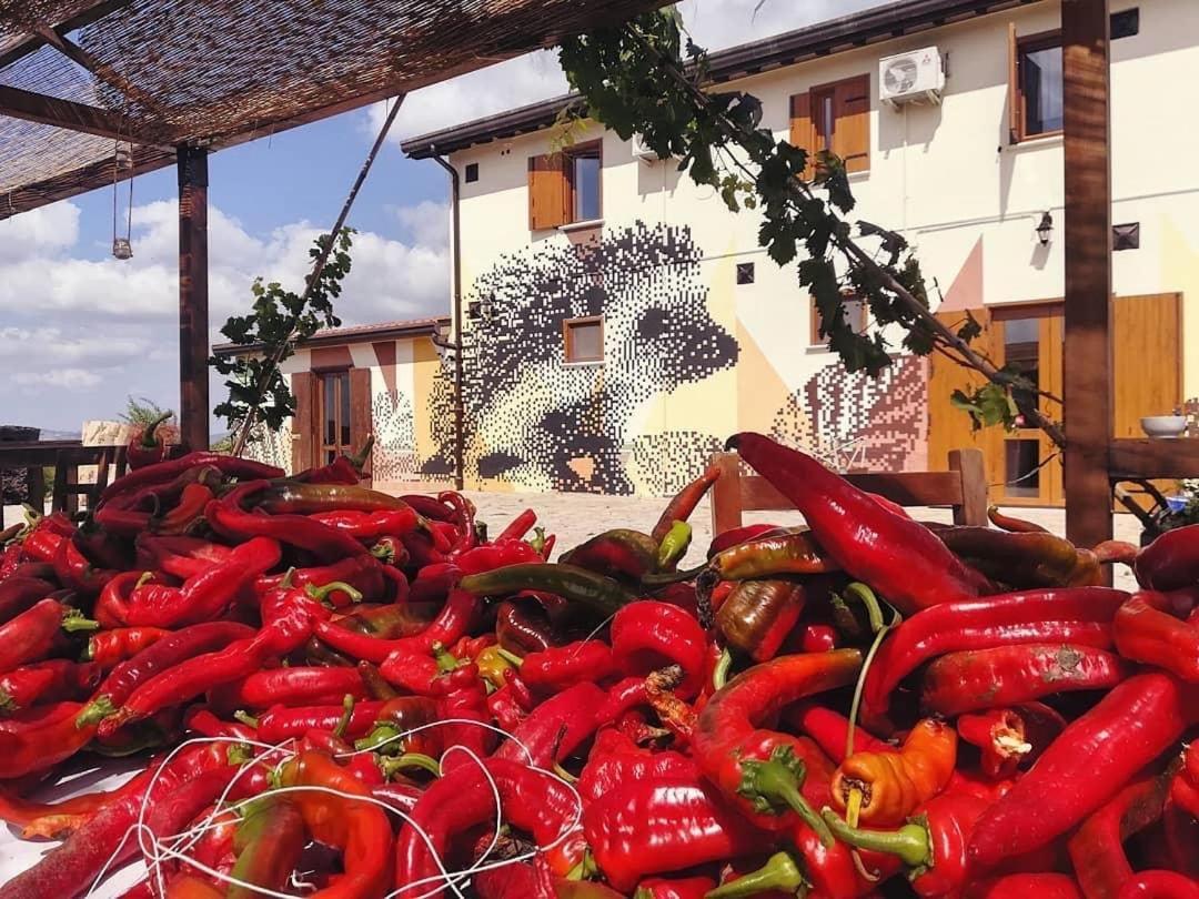 Agriturismo Il Riccio 蒙蒂基奥 外观 照片